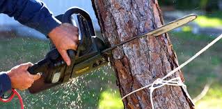Royal Palm Beach, FL Tree Removal Company