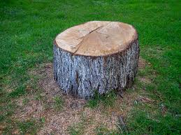 Best Arborist Consultation Services  in Royal Palm Beach, FL