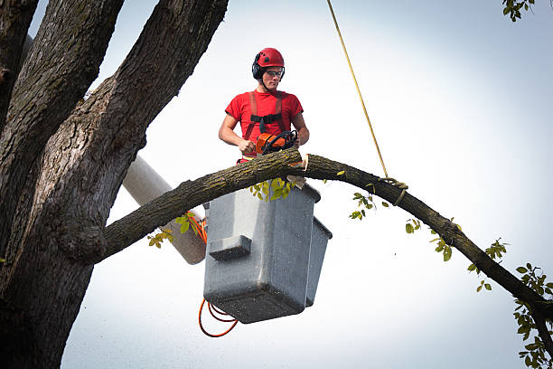 How Our Tree Care Process Works  in  Royal Palm Beach, FL