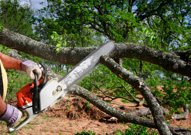 Lawn Renovation and Restoration in Royal Palm Beach, FL